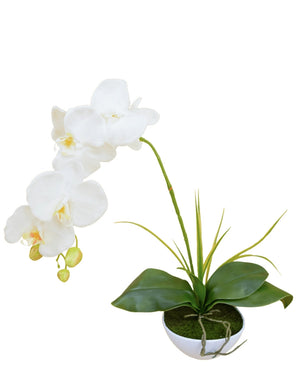 De Kunst Orchidee 50 cm wit in pot heeft een witte orchidee met meerdere bloemen en knoppen, groene bladeren en lange stelen, gepresenteerd in een kleine ronde witte pot met mos op een effen witte achtergrond.