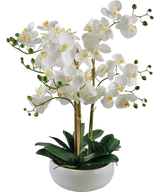 Artificial Orchid Real Touch 50 cm White in Pot White - Easyplants Artificial Plants & Flowers
