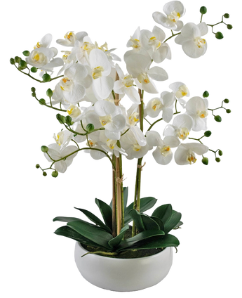 Artificial Orchid Real Touch 50 cm White in Pot White - Easyplants Artificial Plants & Flowers