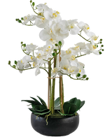 Artificial Orchid Real Touch 50 cm White in Pot Black - Easyplants Artificial Plants & Flowers