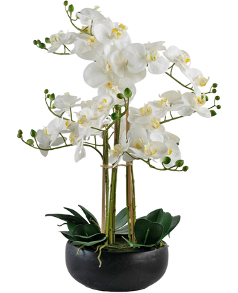 Artificial Orchid Real Touch 50 cm White in Pot Black - Easyplants Artificial Plants & Flowers