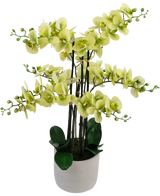 Artificial Orchid Real Touch 81 cm Green - Easyplants Artificial Plants & Flowers