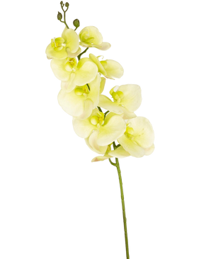 Artificial Orchid Real Touch Deluxe 105 cm white/yellow - Easyplants Artificial Plants & Flowers