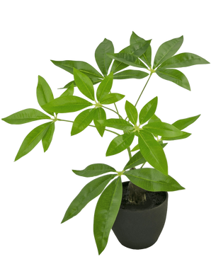 Artificial Pachira 30 cm in Sierpot Black - Easyplants Artificial Plants & Flowers