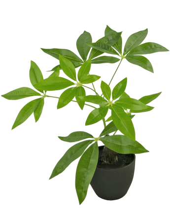 Artificial Pachira 30 cm in Sierpot Black - Easyplants Artificial Plants & Flowers