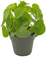 Artificial Pancake Plant Mini 20 cm - Easyplants Artificial Plants & Flowers