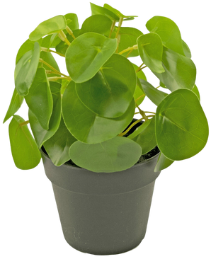 Artificial Pancake Plant Mini 20 cm - Easyplants Artificial Plants & Flowers