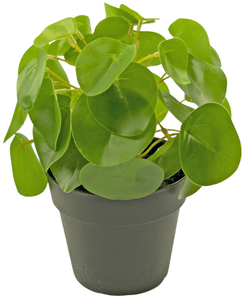 Artificial Pancake Plant Mini 20 cm - Easyplants Artificial Plants & Flowers