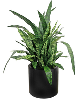 Artificial Sansevieria Zylanica 43 cm ready -made in black pot - Easyplants Artificial Plants & Flowers