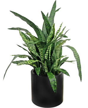 Artificial Sansevieria Zylanica 43 cm ready -made in black pot