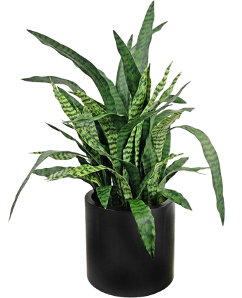 Artificial Sansevieria Zylanica 43 cm ready -made in black pot - Easyplants Artificial Plants & Flowers