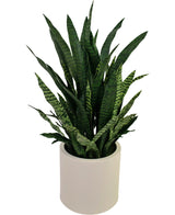 Artificial Sansevieria Zylanica 43 cm ready -made in beige pot - Easyplants Artificial Plants & Flowers