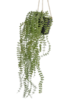 Artificial Hanging Plant Pumila 81 cm in pot - Easyplants Artificial Plants & Flowers