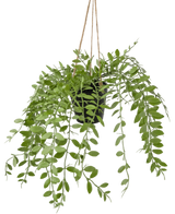 Artificial Hanging Plant Pumila in pot 30 cm - Easyplants Artificial Plants & Flowers