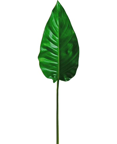 Een enkel Kunstblad Alocasia 76cm kunstblad, levendig groen met prominente nerven en een glad oppervlak, bevestigd aan een lange, dunne steel, tegen een effen witte achtergrond.