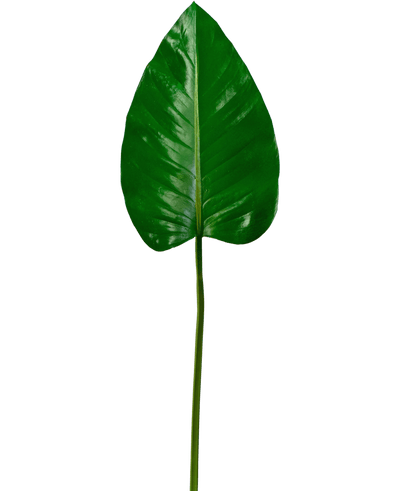 De Kunstblad Alocasia 78cm heeft één groot, glanzend groen blad met een puntige top en prominente nerven op een lange, slanke steel, tegen een effen witte achtergrond.