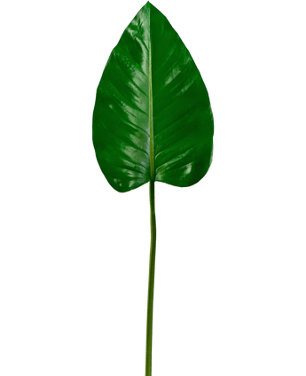 Artificial magazine Alocasia 78cm - Easyplants Artificial Plants & Flowers