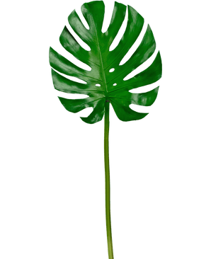 Artificial magazine Monstera 88cm - Easyplants Artificial Plants & Flowers