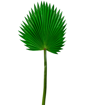 Artificial magazine Washingtonia 83cm - Easyplants Artificial Plants & Flowers