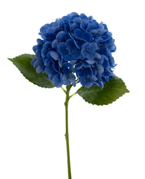 Artificial flower Charlotte Hortensia Real Touch Blue 49 cm - Easyplants Artificial Plants & Flowers