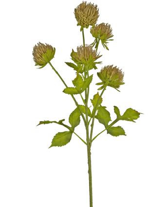 Artificial flower thistle 66 cm brown - Easyplants Artificial Plants & Flowers