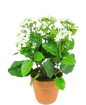 Artificial flower Kalanchoe plant 31 cm white - Easyplants Artificial Plants & Flowers