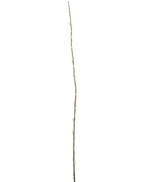 Artificial flower Salix Willow 150 cm - Easyplants Artificial Plants & Flowers