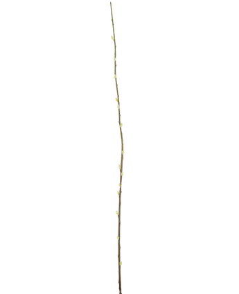 Artificial flower Salix Willow 150 cm - Easyplants Artificial Plants & Flowers