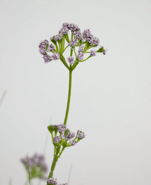 De Kunstgras Prei Bloem Ui Graspot 100cm brandvertragend heeft een enkele groene steel met trosjes kleine, delicate lichtpaarse bloemen, afgebeeld tegen een effen witte achtergrond.