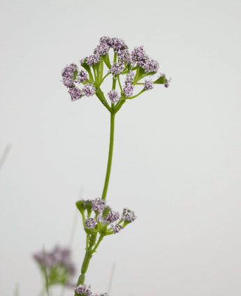 De Kunstgras Prei Bloem Ui Graspot 100cm brandvertragend heeft een enkele groene steel met trosjes kleine, delicate lichtpaarse bloemen, afgebeeld tegen een effen witte achtergrond.