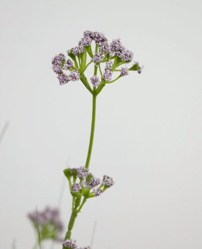 De Kunstgras Prei Bloem Ui Graspot 100cm brandvertragend heeft een enkele groene steel met trosjes kleine, delicate lichtpaarse bloemen, afgebeeld tegen een effen witte achtergrond.