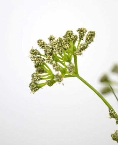 Close-up of the Artificial Grass Leek Flower Onion Grass Pot 60cm fire retardant, showing the green stem and bunches of small light green flowers against a plain white background, with the focus on the upper part to emphasize the delicate details.