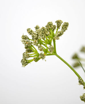 Close-up van de Kunstgras Prei Bloem Ui Graspot 60cm brandvertragend, met de groene steel en trosjes kleine lichtgroene bloemen tegen een effen witte achtergrond, met de focus op het bovenste gedeelte om de delicate details te benadrukken.