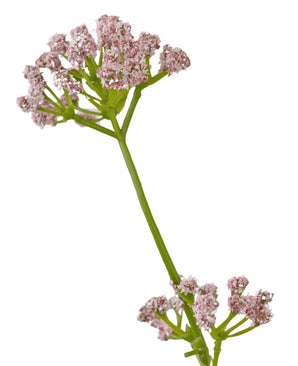 De Kunstgras Prei Bloem Uien Graspot 120cm brandvertragend heeft een enkele groene steel met trosjes kleine, delicate roze bloemen tegen een witte achtergrond.