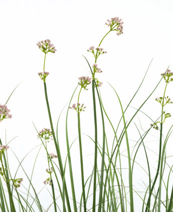 De Kunstgras Prei Bloem Uien Graspot 120cm heeft hoge, slanke groene stelen met trossen lichtroze bloemen en grasachtige bladeren. Deze kunstplant is brandvertragend en wordt geleverd in een strakke pot voor een natuurlijke uitstraling.