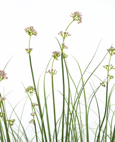 De Kunstgras Prei Bloem Uien Graspot 120cm heeft hoge, slanke groene stelen met trossen lichtroze bloemen en grasachtige bladeren. Deze kunstplant is brandvertragend en wordt geleverd in een strakke pot voor een natuurlijke uitstraling.