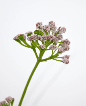 Een close-up van de Kunstgras Prei Bloem Uien Graspot 90cm brandvertragend toont een groene steel met trosjes kleine, lichtroze bloemen tegen een effen witte achtergrond.
