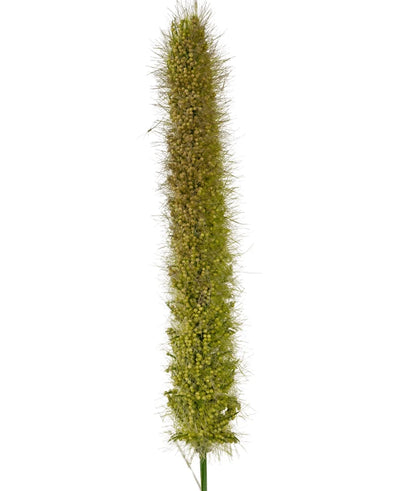 A close-up of the Artificial Cattail Onion Grass Pot 150cm Fire Retardant shows its lifelike, upright green foxtail seed head with small bristles and dense seeds against a plain white background.