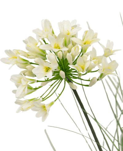 Een close-up van de Kunstgras witte Agapanthus uiengraspot 90cm brandvertragend toont delicate witte bloemen met een geel hart op lange groene stelen, omringd door piekerige bladeren, tegen een effen witte achtergrond.