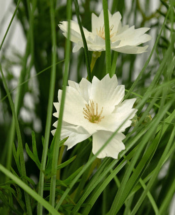 The Artificial Grass white Gesang Flower onion grass pot (56cm, fire retardant) has two white flowers with serrated petals and a yellow heart, amid realistic green grass and leaves for a lush effect.