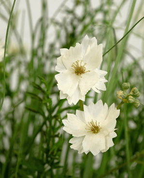De brandvertragende Kunstgras witte Gesang Bloem uiengraspot 90cm heeft levensechte witte gelaagde bloemen met kleine knoppen, tussen dun groen gras en gebladerte voor een frisse, natuurlijke look.