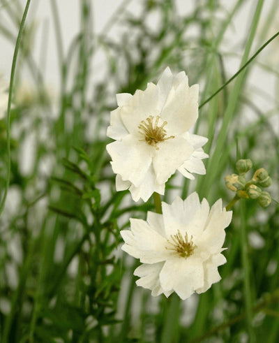 De brandvertragende Kunstgras witte Gesang Bloem uiengraspot 90cm heeft levensechte witte gelaagde bloemen met kleine knoppen, tussen dun groen gras en gebladerte voor een frisse, natuurlijke look.