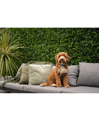 A small, curly brown-white dog sits on a gray outdoor sofa with green and gray cushions, in front of a lush artificial hedge mat mix 50x50 cm and a potted plant.