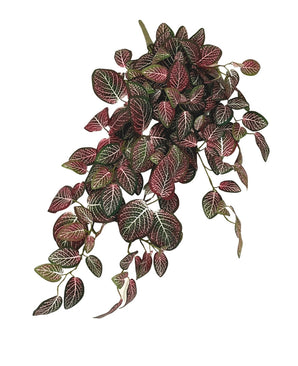 Kunst hangplant Fittonia Rood en wit 70 cm met ovale bladeren, donkergroene, roze en witte nerven. Weelderig, levendig groen dat sierlijk naar beneden hangt tegen een witte achtergrond.