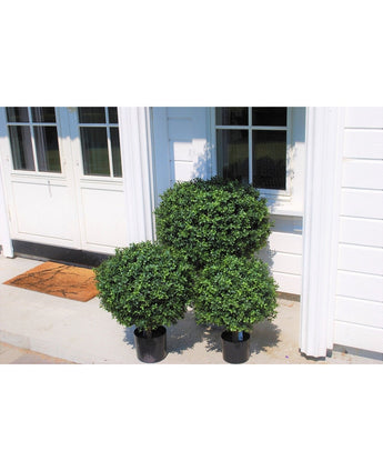 Three Artificial Boxwood on stem Roman style UV 65cm artificial shrubs in pots are on a veranda in front of a white house with large windows and a door with a welcome mat.