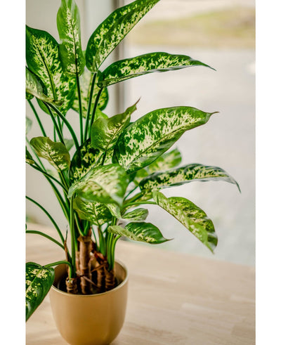 De Kunstplant Dieffenbachia UV 75 cm, met bonte witte en lichtgroene bladeren, staat in een stijlvolle plantenbak op een lichte houten tafel bij het raam, badend in zacht natuurlijk licht.