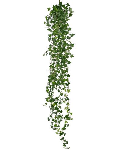 De Kunst hangplant Klimop deluxe 180 cm groen heeft een lange streng groene klimop met veel kleine, puntige blaadjes die naar beneden vallen, perfect als decoratie tegen een witte achtergrond.