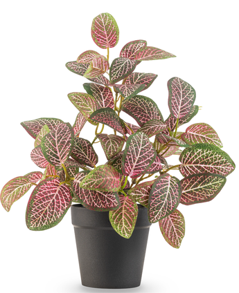The Artificial Plant Fittonia Red in Pot 25cm has oval green and pink leaves with striking white veins, presented in a simple black flower pot against a white background.