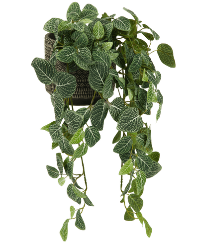 De Kunst hangplant Fittonia Groen-wit 70 cm heeft overhangende groene bladeren met witte aderen, die uit een stijlvolle zwartbruine plantenbak komen, tegen een witte achtergrond.