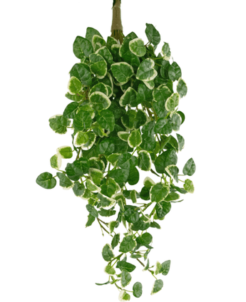 Een Kunst-hangplant Pumila van 50 cm met groene bladeren met een crèmewitte rand, die tegen een witte achtergrond naar beneden hangen.